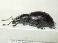 Otiorhynchus morio