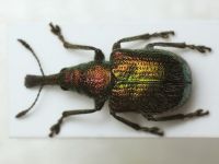 Rhynchitinae