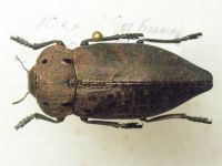 Capnodis tenebricosa bucharica