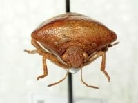 Ventocoris (Ventocoris) rusticus