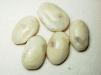 Acanthoscelides obtectus