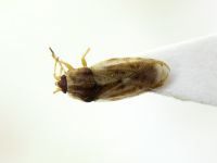 Piesma maculatum