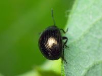 Neophaedon pyritosus