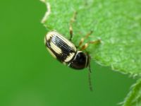 Cryptocephalus (Burlinius) elegantulus