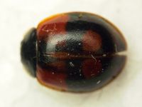 Adalia bipunctata