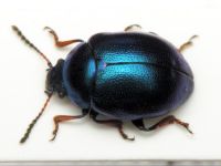 Colaphellus sophiae