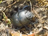 Lethrus apterus