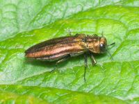 Agrilus (Agrilus) viridis viridis