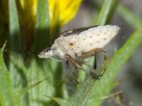 Codophila varia