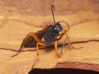 Pseudoamblyteles homocerus