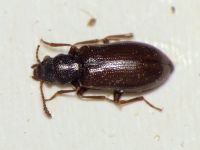 Sphaeriestes stockmanni