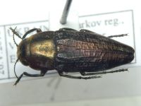 Sphenoptera (Sphenoptera) cuprina cuprina