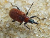 Lasiorhynchites (Stenorhynchites) coeruleocephalus