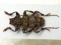 Aegomorphus clavipes