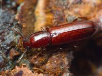 Corticeus (Corticeus) unicolor