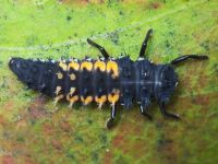 Harmonia axyridis