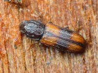 Bitoma crenata