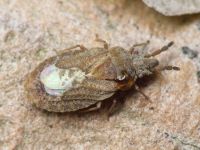 Aradus cinnamomeus