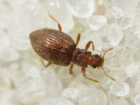 Stephostethus angusticollis