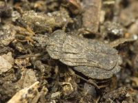 Aradus distinctus