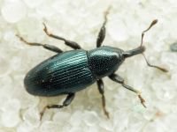 Aulacobaris lepidii