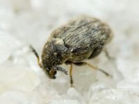 Bruchidius pusillus