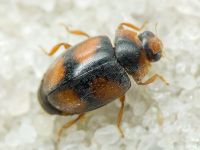Scymnus frontalis