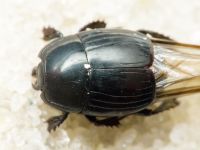Margarinotus obscurus