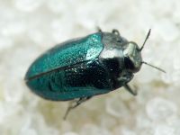 Habroloma breiti