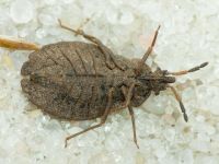 Aradus distinctus