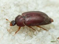 Attagenus