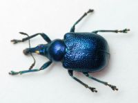 Byctiscus betulae var. violaceus