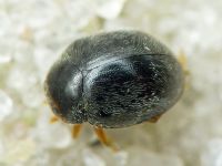 Scymnus rubromaculatus