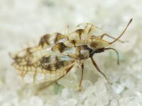 Galeatus sinuatus
