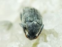 Bruchidius pusillus
