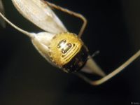 Pentatomidae