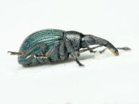 Loborhynchapion amethystinum