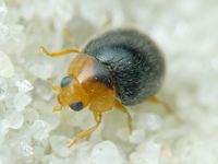 Scymnus rubromaculatus