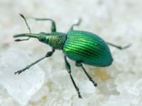 Pseudoprotapion ergenense