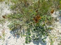 Hedysarum grandiflorum