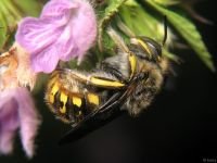 Anthidium punctatum