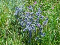 Eryngium planum