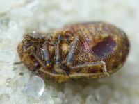 Psacasta (Cryptodontus) neglecta