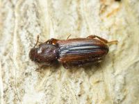 Bothrideres bipunctatus