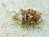 Elasmucha grisea