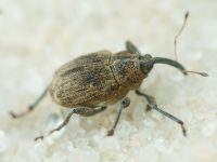 Mogulones raphani