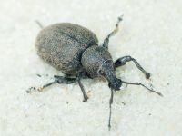 Otiorhynchus ligustici