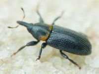 Mecinus collaris