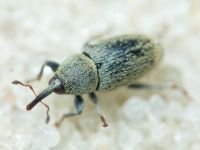 Sibinia (Sibinia) subelliptica