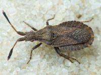 Spathocera laticornis